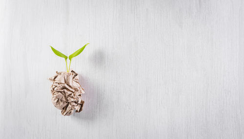 Directly above shot of plant against white background