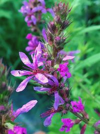 Close-up of pink flowers