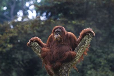 Monkey on a tree