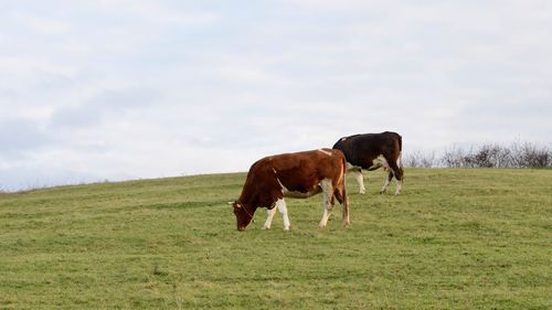 Cows grazing in a field