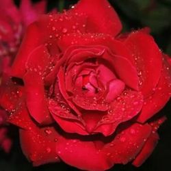 Close-up of pink rose