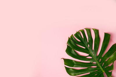 Close-up of plant against white background