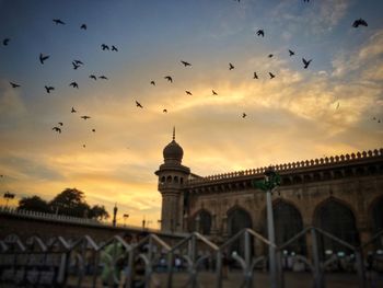 Low angle view of birds flying over built structure