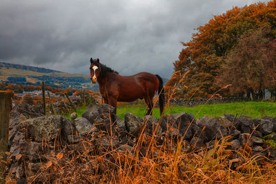 Horse standing in field against sky