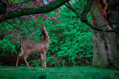 A young deer reaching up to bite the flowers and leaves off of a tree in spring