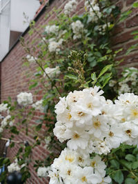 Close-up of white flowers blooming on tree