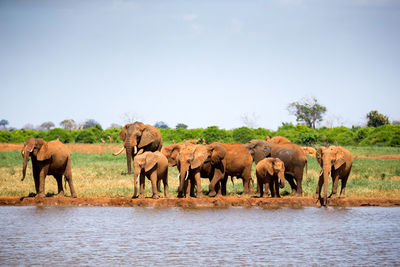 View of elephant with horses in the background