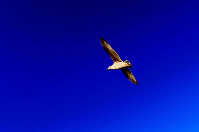 Low angle view of kite flying against clear blue sky