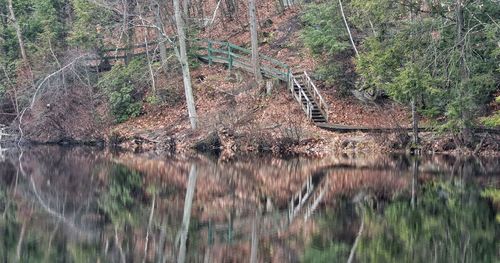 Scenic view of forest