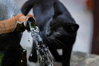 Close-up of a cat drinking water