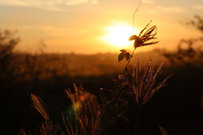 Close-up of silhouette plant on field against orange sky