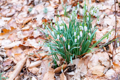 Close-up of dry leaves on land