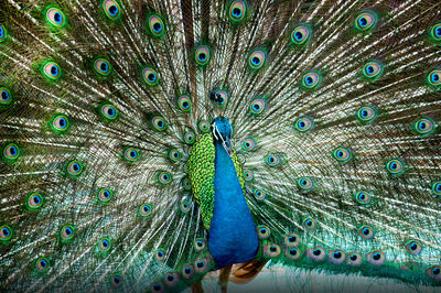 Close-up of peacock