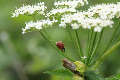 Close-up of ladybug on flower