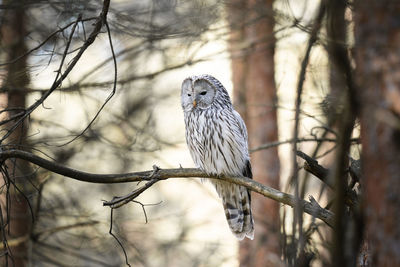 Bird perching on branch