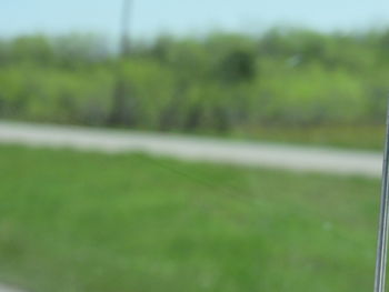 Close-up of green grass