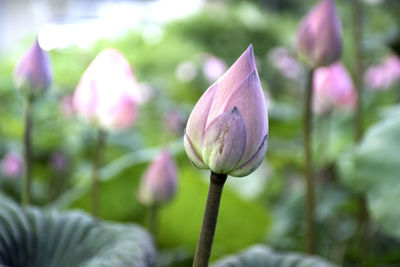 Close-up of pink tulip bud