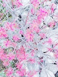 Close-up of pink flowers