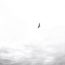 Low angle view of airplane flying in sky