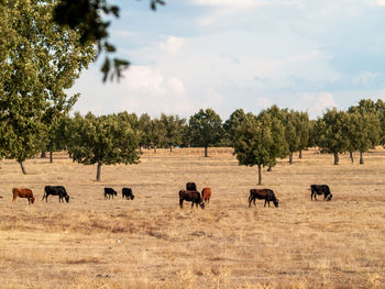 Horses in a field