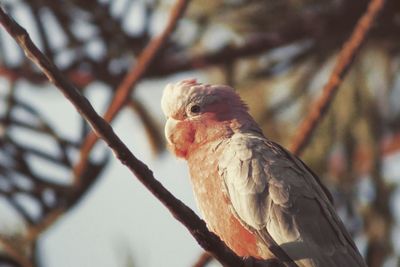 Close-up of eagle perching on branch