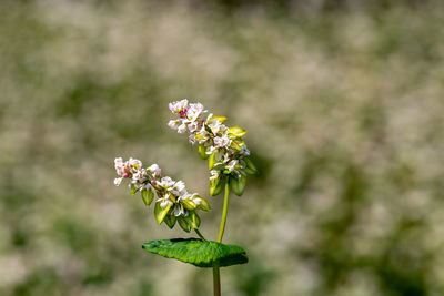 Close-up of white flowering plant