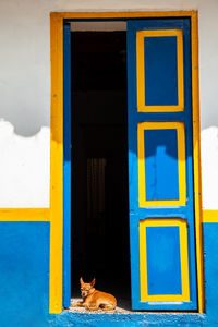Close-up of cat sitting on window