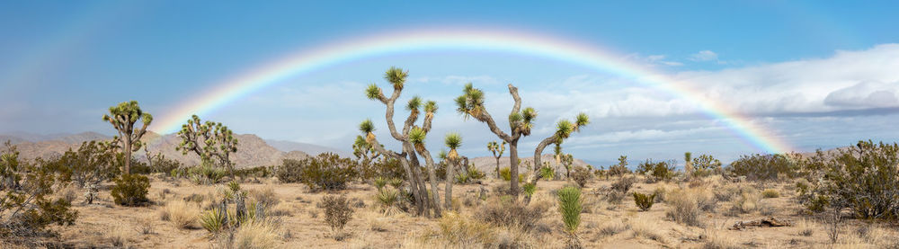 Rare rainbow over joshua trees in the desert of joshua tree national park