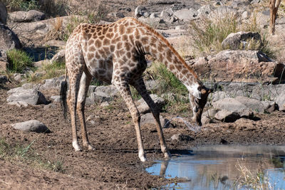 View of giraffe drinking water on land