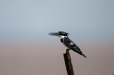 Low angle view of bird perching against clear sky