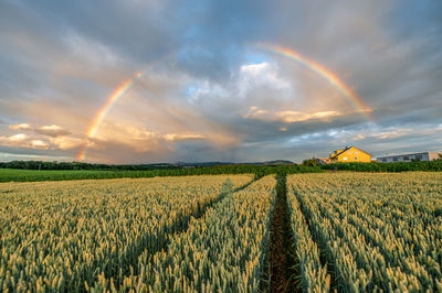 Scenic view of field against sky during sunset