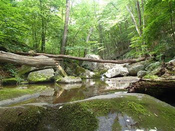 Stream flowing through rocks in forest