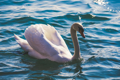 Swan swimming in lake
