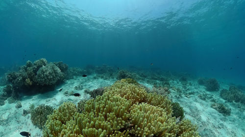 undersea