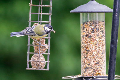 Close-up of bird perching on feeder