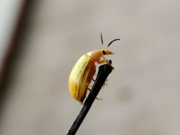 Close-up of snail