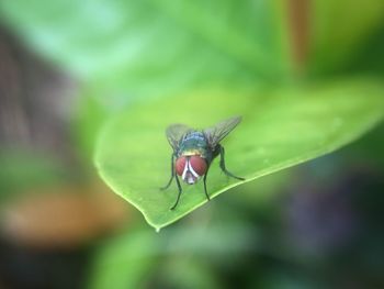 Close-up of insect on leaf