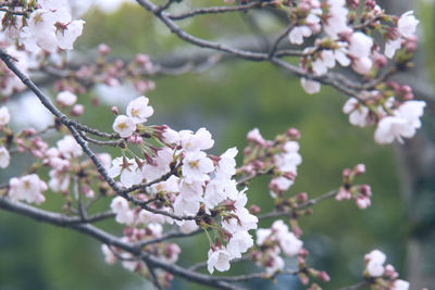 Close-up of cherry blossoms on tree