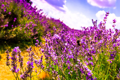 Close-up of purple flowers blooming against sky