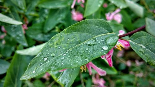 Close-up of raindrops on leaf