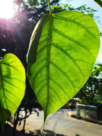 Close-up of fresh green leaf in water