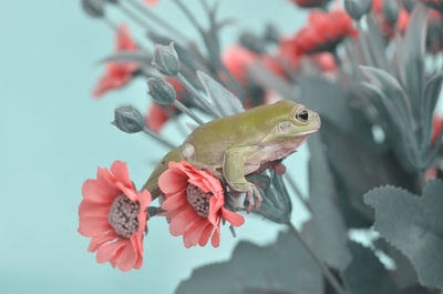 Close-up of insect on pink flower