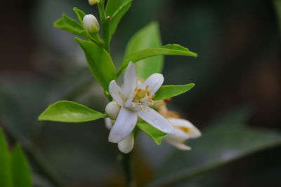 Close up of white lemon flower on the green plant in the home garden india, rajasthan
