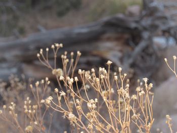 Close-up of plants on field during winter