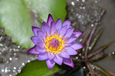 Close-up of wet purple lotus water lily