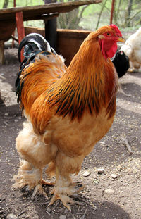 Close-up of rooster