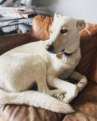 Dog relaxing on the couch - white german shep mix 