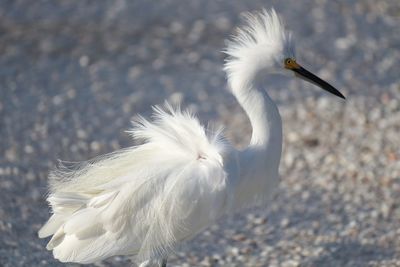 Close-up of a bird