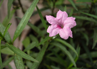 Close-up of pink flowering plant