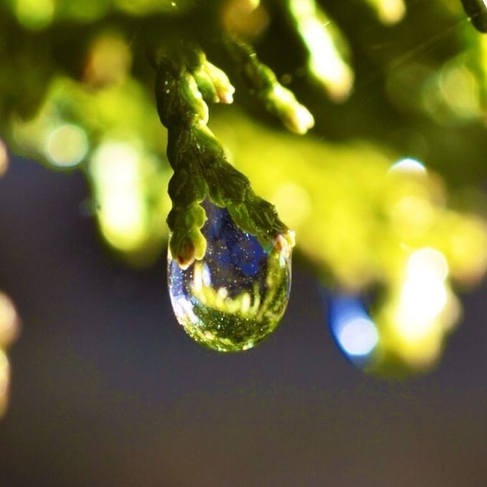 close-up, focus on foreground, freshness, drop, growth, selective focus, green color, water, leaf, nature, beauty in nature, fragility, plant, wet, purity, dew, no people, hanging, outdoors, transparent